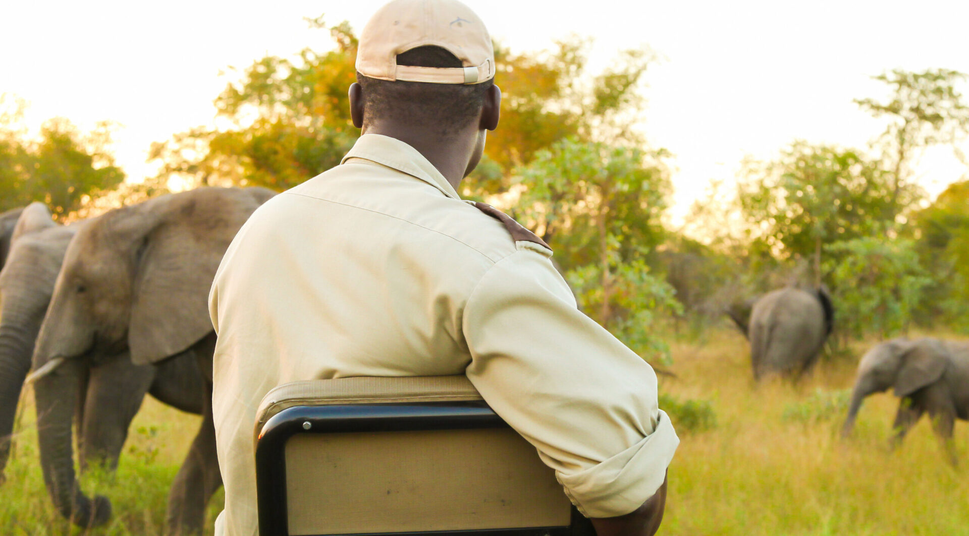 back view african american male watching elephants safari